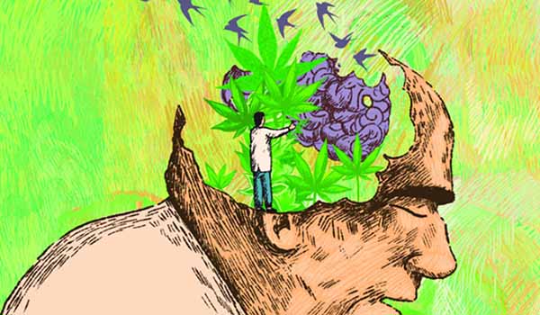 Sería cannabis alternativa contra el Alzheimer